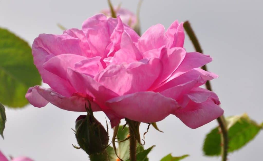 מי ורדים לפנים עם אלוורה - לבנדר קוסמטיקה טבעית